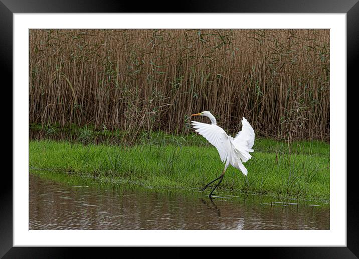 The great egret (Ardea alba) Framed Mounted Print by kathy white