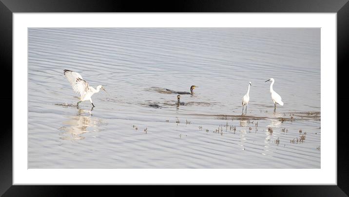 Spoonbill,Cormorants and Egrets Framed Mounted Print by kathy white