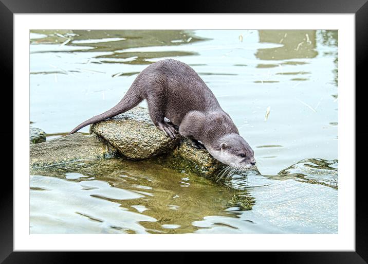  Otter, close up Framed Mounted Print by kathy white