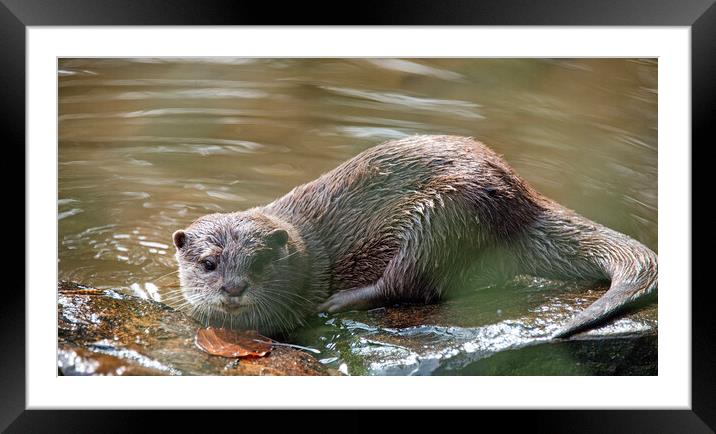  Otter, close up,sitting in the sun Framed Mounted Print by kathy white