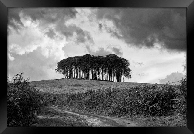 Nearly Home Trees, Coming home trees, Cornwall trees Cookworthy  Framed Print by kathy white