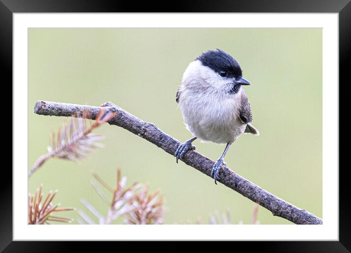  Marsh Tit Framed Mounted Print by kathy white