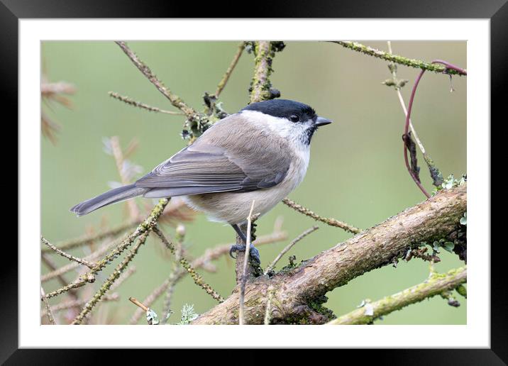  Marsh Tit Framed Mounted Print by kathy white