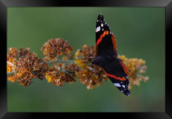 Red admiral Framed Print by kathy white