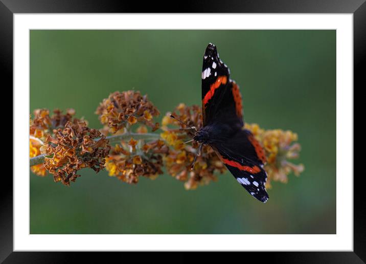 Red admiral Framed Mounted Print by kathy white