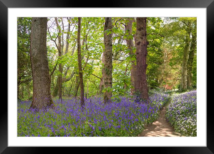 English Bluebell pathway through the Wood,  Framed Mounted Print by kathy white