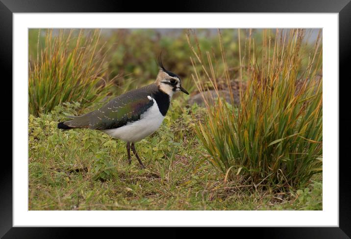 Lapwing  Framed Mounted Print by kathy white