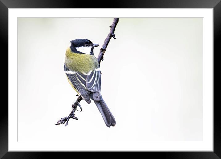 The great tit Framed Mounted Print by kathy white