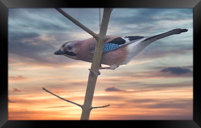 Jay Bird ,Sunset Framed Print by kathy white