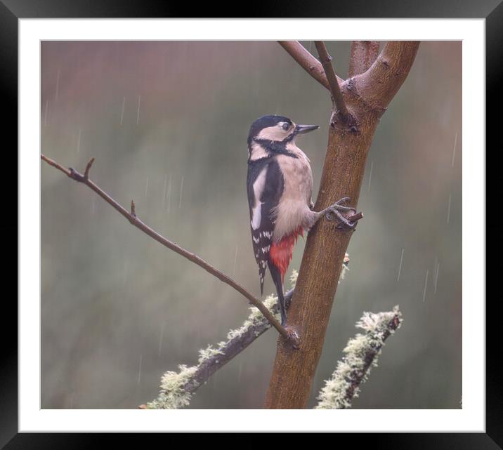 woodpecker in the rain Framed Mounted Print by kathy white