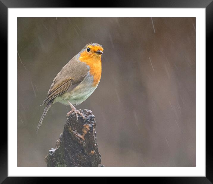 robin in the rain Framed Mounted Print by kathy white