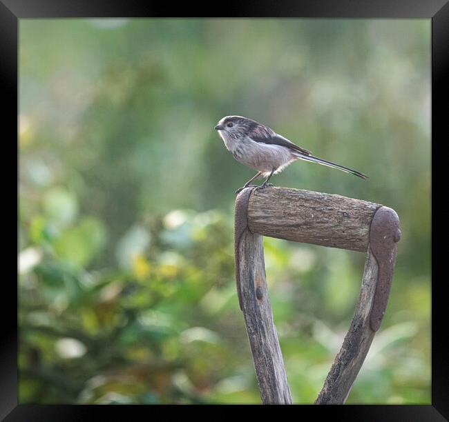 Long-Tailed Tit,perched a graden spade Framed Print by kathy white