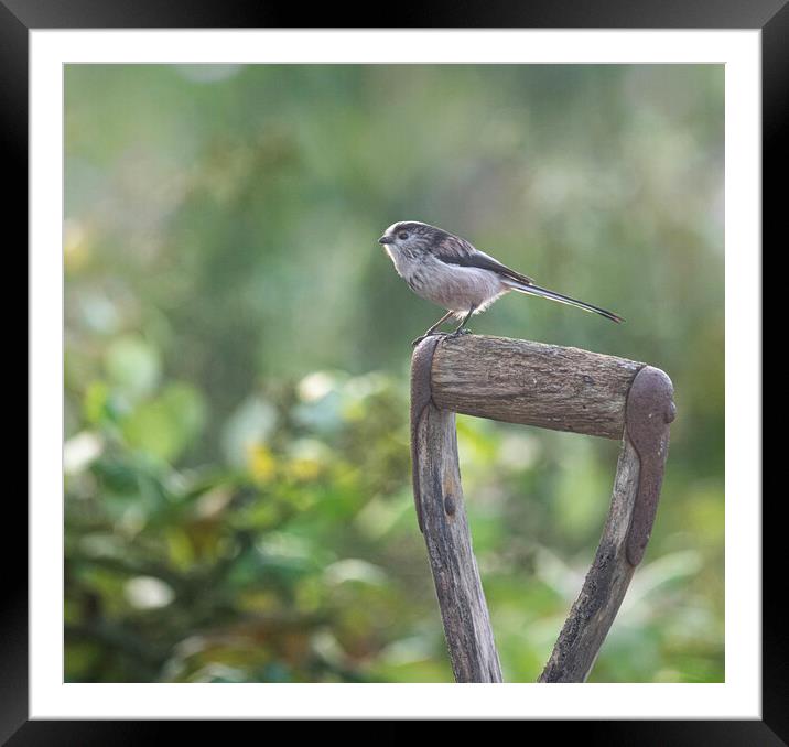 Long-Tailed Tit,perched a graden spade Framed Mounted Print by kathy white