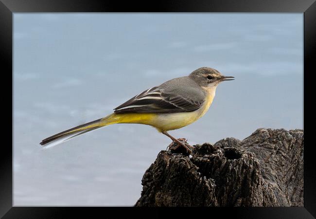 wagtail by  the river sitting on a rock Framed Print by kathy white