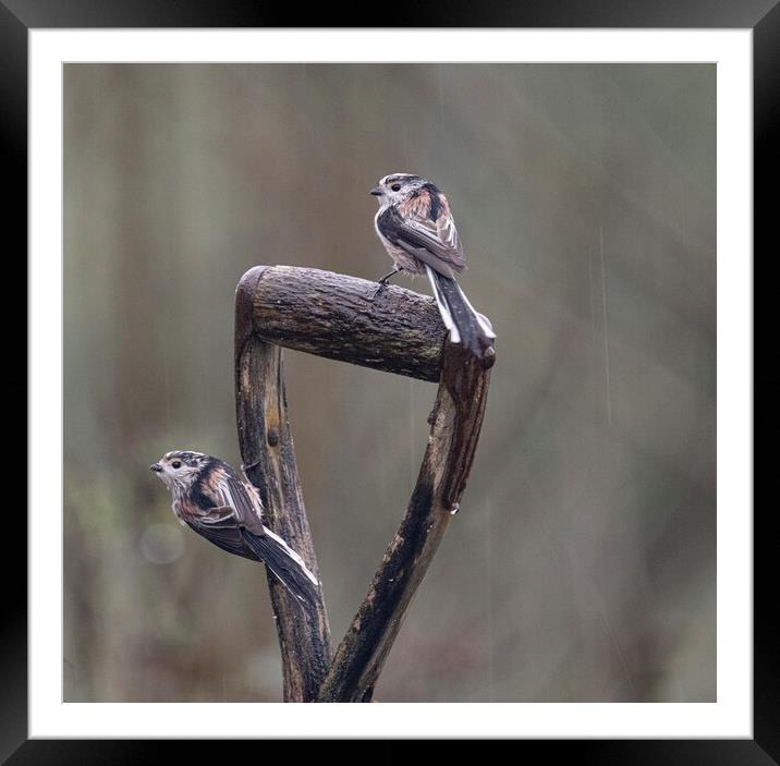 Long-Tailed Tits,birds sitting on garden spade ,in Framed Mounted Print by kathy white