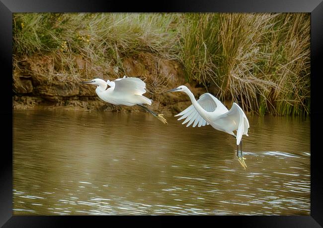  flying  little egrets Framed Print by kathy white