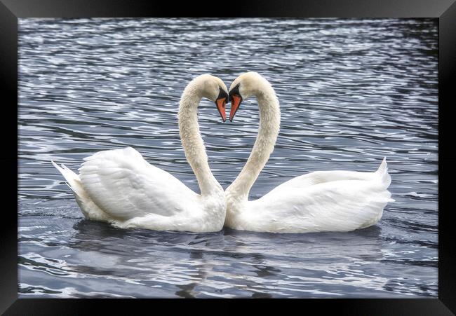  swans in a love heart shape, Framed Print by kathy white