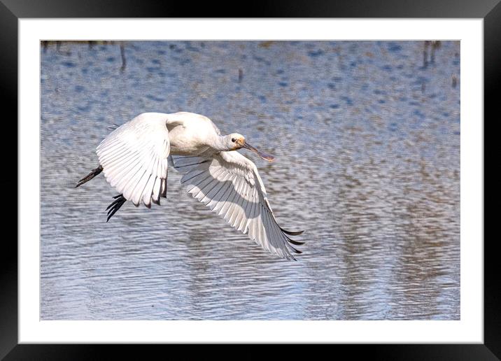  spoonbill flying Framed Mounted Print by kathy white
