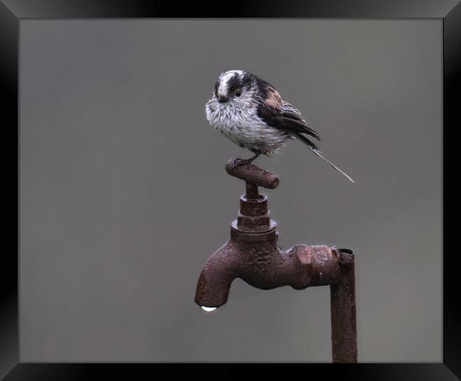 long-tailed-tit Framed Print by kathy white