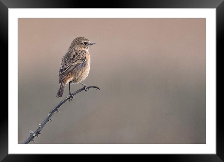 The stonechat  Framed Mounted Print by kathy white
