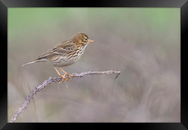 Meadow Pipit,sitting on a brach in Cornwall Framed Print by kathy white