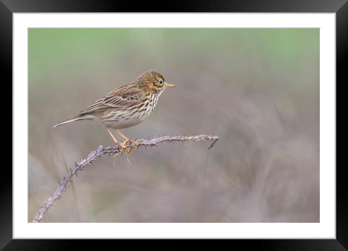 Meadow Pipit,sitting on a brach in Cornwall Framed Mounted Print by kathy white