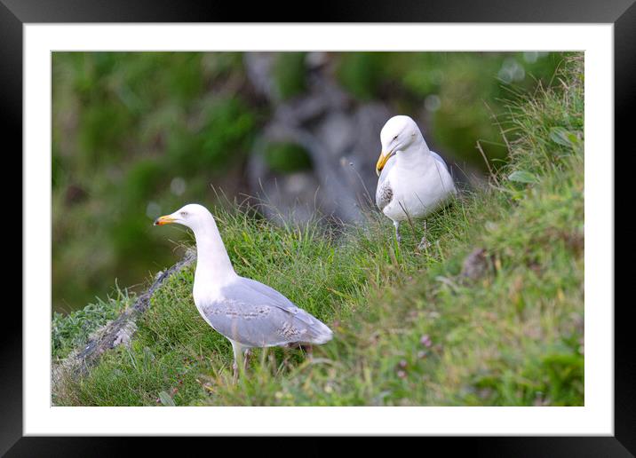  fulmar gulls,sea gulls Framed Mounted Print by kathy white