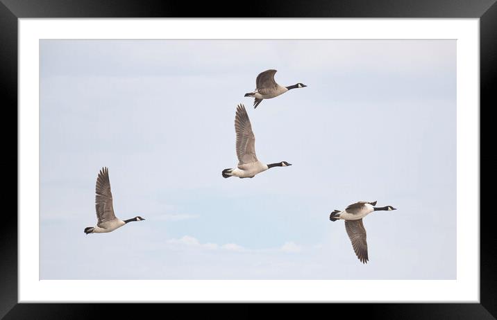 flying Canada geese Framed Mounted Print by kathy white