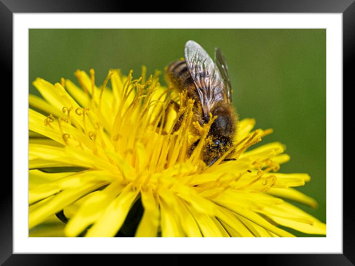 A Bee on a dandylion  Framed Mounted Print by kathy white