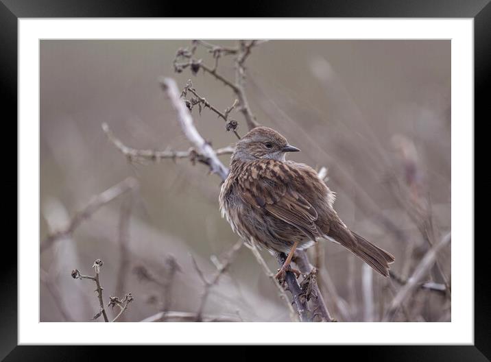 Dunnock, Framed Mounted Print by kathy white