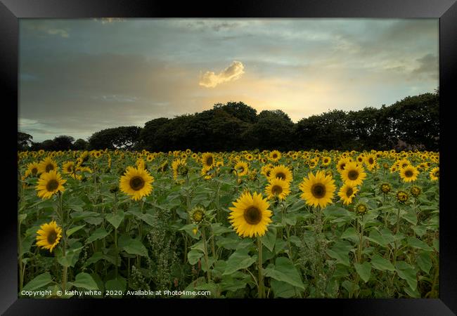 sunflowers ,Cornish sunflowers at sunset,sunflower Framed Print by kathy white