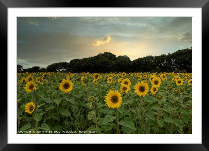 sunflowers ,Cornish sunflowers at sunset,sunflower Framed Mounted Print by kathy white