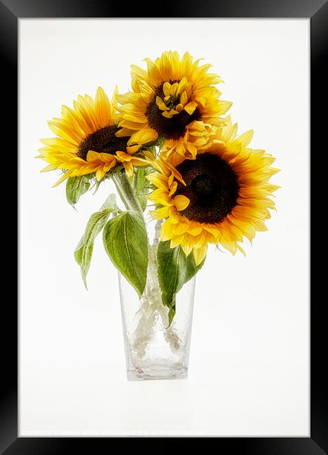 Sunflowers in a vase looking sunny Sunflower Framed Print by kathy white