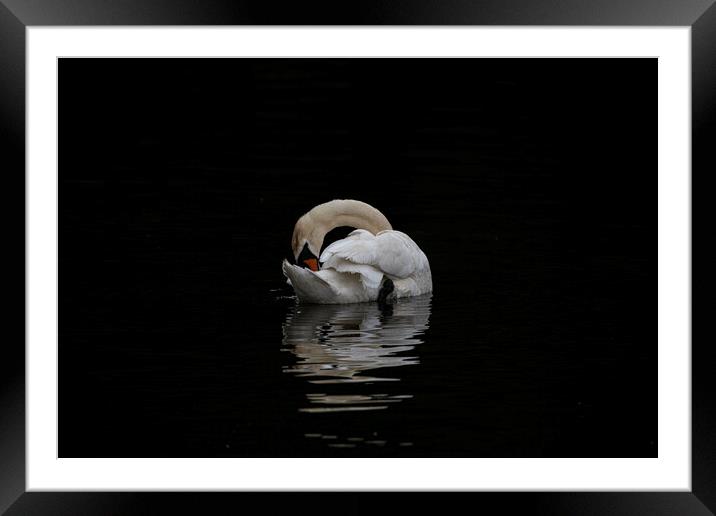 Swan splashing and preening at night Framed Mounted Print by kathy white