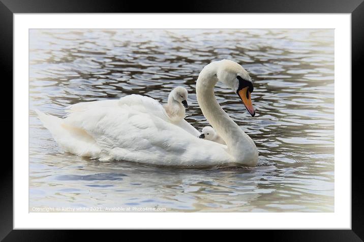 Swan with baby cygnets on her back,mother's day Framed Mounted Print by kathy white