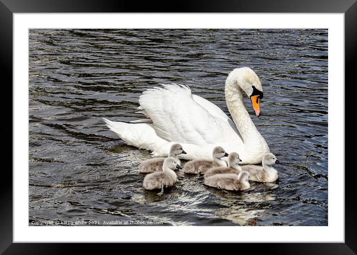 Swan with her cygnets swimming around her,mother's Framed Mounted Print by kathy white
