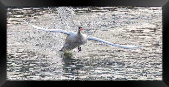 flying Swan Love Swans, swan fight,swan taking off Framed Print by kathy white