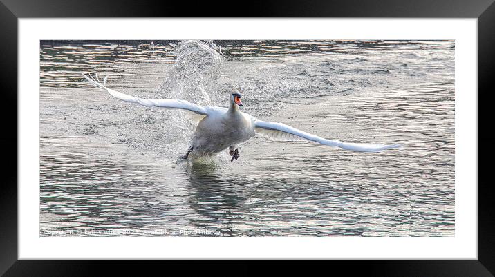 flying Swan Love Swans, swan fight,swan taking off Framed Mounted Print by kathy white