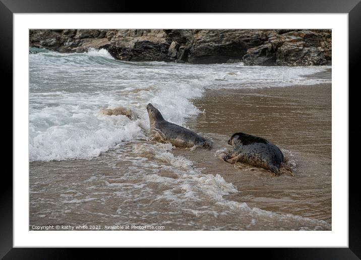 Seal wild, entering the water from the beach,Corni Framed Mounted Print by kathy white