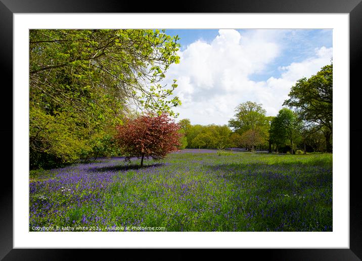Cornwall Bluebells,Bluebell woods, Cornwall,  Framed Mounted Print by kathy white