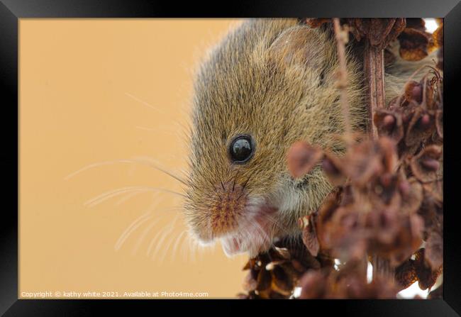Harvest Mouse,Harvest  mice,nature wildlife  Framed Print by kathy white