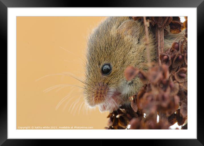 Harvest Mouse,Harvest  mice,nature wildlife  Framed Mounted Print by kathy white
