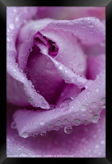 lilac rose with raindrops,garden rose,tranquil , Framed Print by kathy white