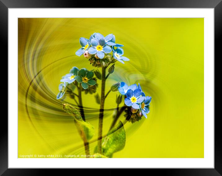  forgetmenot,blue flower,Forget Me Nots, windswept Framed Mounted Print by kathy white