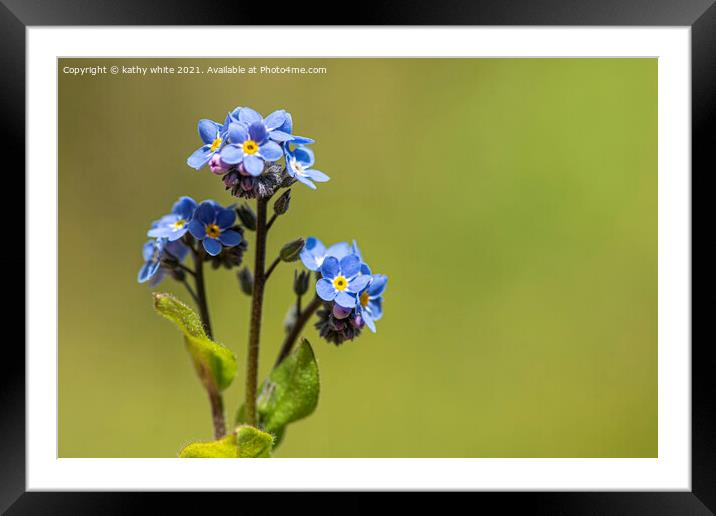 forgetmenot,Forget-Me-Not Flower,mothers day Framed Mounted Print by kathy white