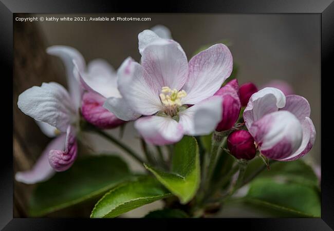 apple,blossoms,Beautiful pink Apple blossom Framed Print by kathy white