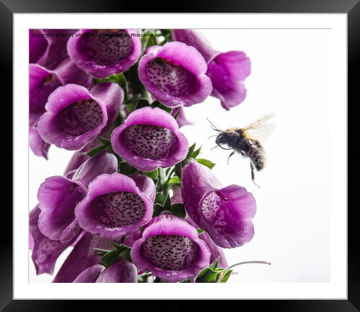 Bee on a Foxglove flowers  Framed Mounted Print by kathy white