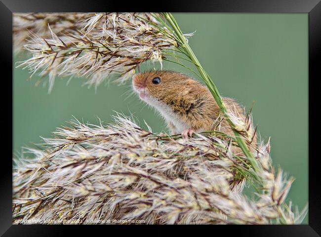 Harvest Mouse,Harvest  mice,nature wildlife  Framed Print by kathy white