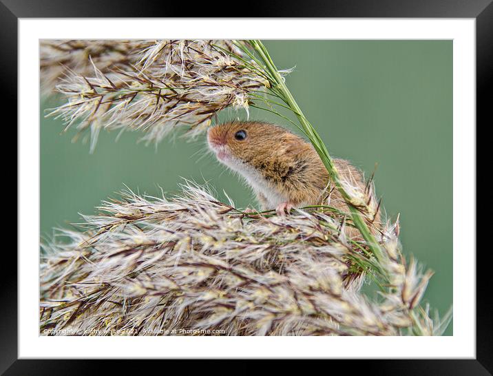 Harvest Mouse,Harvest  mice,nature wildlife  Framed Mounted Print by kathy white