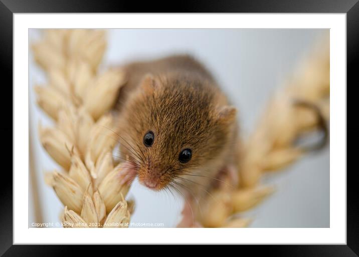 Harvest Mouse, Tiny Harvest on Ear of Corn Framed Mounted Print by kathy white